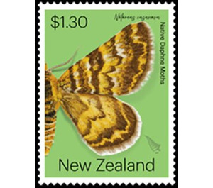 Notoreas casanova - New Zealand 2020 - 1.30