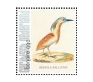 Nozeman & Sepp's "Birds of the Netherlands" - Caribbean / Bonaire 2021 - 99