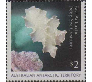 Nudibranch (Tritoniella belli) - Australian Antarctic Territory 2017 - 2