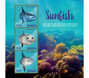 Ocean Sunfish - Caribbean / Grenada 2019