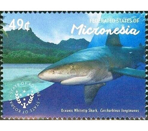 Oceanic whitetip shark - Micronesia / Micronesia, Federated States 2015 - 49