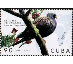 Ojigualda Pigeon - Caribbean / Cuba 2020