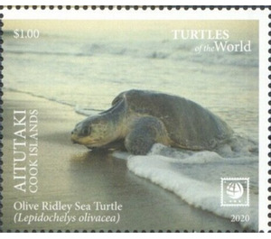 Olive Ridley Sea Turtle (Lepidochelys olivacea) - Aitutaki 2020 - 1