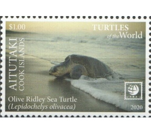 Olive Ridley Sea Turtle (Lepidochelys olivacea) - Aitutaki 2020 - 1