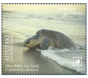 Olive Ridley Sea Turtle (Lepidochelys olivacea) - Aitutaki 2020 - 1