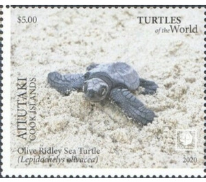 Olive Ridley Sea Turtle (Lepidochelys olivacea) - Aitutaki 2020 - 5