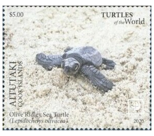 Olive Ridley Sea Turtle (Lepidochelys olivacea) - Aitutaki 2020 - 5