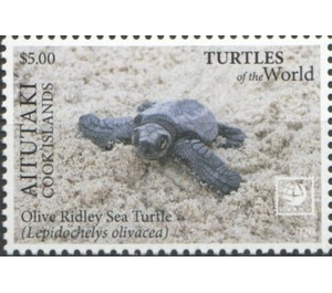 Olive Ridley Sea Turtle (Lepidochelys olivacea) - Aitutaki 2020 - 5