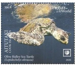 Olive Ridley Sea Turtle (Lepidochelys olivacea) - Aitutaki 2020 - 50