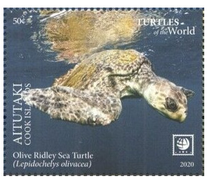 Olive Ridley Sea Turtle (Lepidochelys olivacea) - Aitutaki 2020 - 50