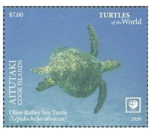 Olive Ridley Sea Turtle (Lepidochelys olivacea) - Aitutaki 2020 - 7