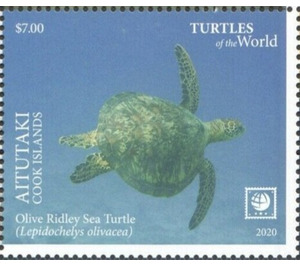 Olive Ridley Sea Turtle (Lepidochelys olivacea) - Aitutaki 2020 - 7