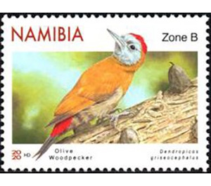 Olive Woodpecker (Mesopicos griseocephalus) - South Africa / Namibia 2020