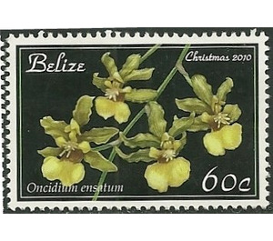 Oncidium ensatum - Central America / Belize 2010 - 60