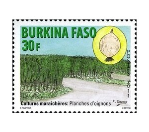 Onions - West Africa / Burkina Faso 2011 - 30