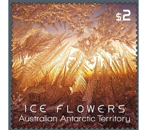 Orange Ice Flower - Australian Antarctic Territory 2016 - 2