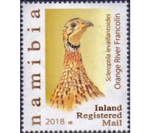 Orange River Francolin (Scleroptila levaillantoides) - South Africa / Namibia 2018