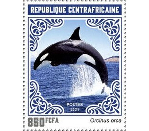 Orca (Orcinus orca) - Central Africa / Central African Republic 2021 - 850