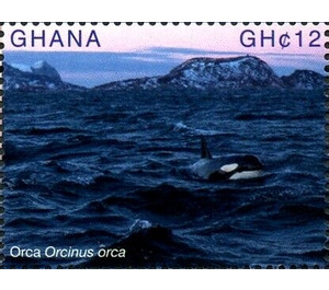 Orca (Orcinus orca) - West Africa / Ghana 2017 - 12