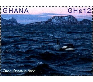 Orca (Orcinus orca) - West Africa / Ghana 2017 - 12