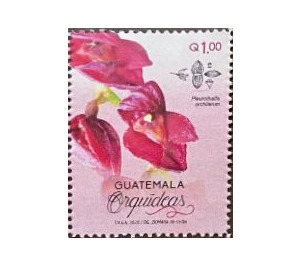 Orchids of Guatemala - Central America / Guatemala 2020