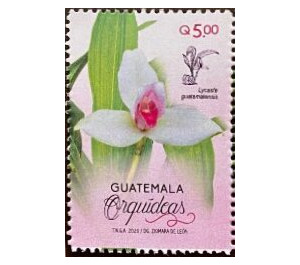 Orchids of Guatemala - Central America / Guatemala 2020