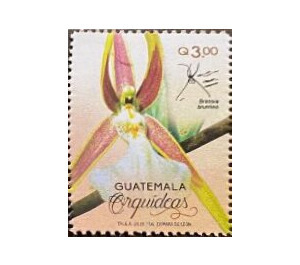 Orchids of Guatemala - Central America / Guatemala 2020