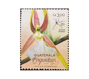 Orchids of Guatemala - Central America / Guatemala 2020