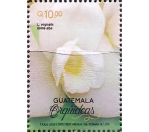 Orchids of Guatemala - Central America / Guatemala 2020