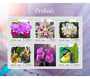 Orchids - West Africa / Sierra Leone 2020