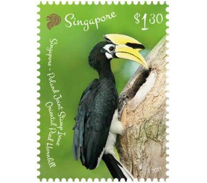 Oriental Pied Hornbill - Singapore 2019 - 1.30