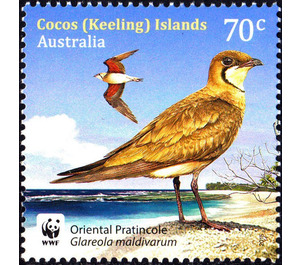 Oriental Pratincole (Glareola maldivarum) - Cocos (Keeling) Islands 2015 - 70