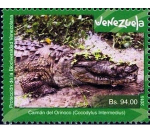 Orinoco Crocodile (Crocodylus intermedius) - South America / Venezuela 2016 - 94