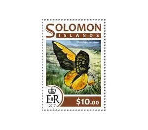 Ornithoptera croesus - Melanesia / Solomon Islands 2017 - 10
