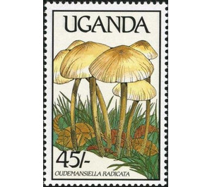 Oudemansiella radicata - East Africa / Uganda 1989 - 45