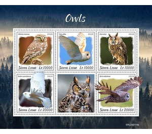 Owls - West Africa / Sierra Leone 2020