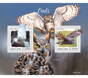 Owls - West Africa / Sierra Leone 2020