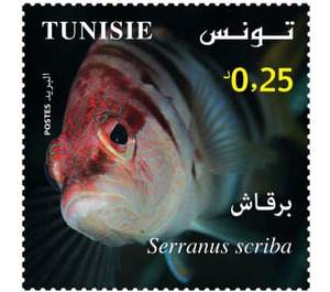 Painted Comber (Serranus scriba) - Tunisia 2021 - 0.25