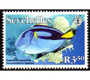 Palette Surgeonfish (Paracanthurus hepatus) - East Africa / Seychelles 2010