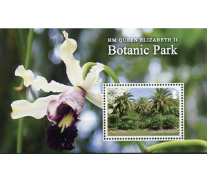 Palm Trees - Caribbean / Cayman Islands 2020