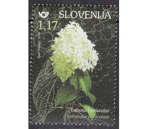 Panicle Hydrangea (Hydrangea paniculata) - Slovenia 2019 - 1.17