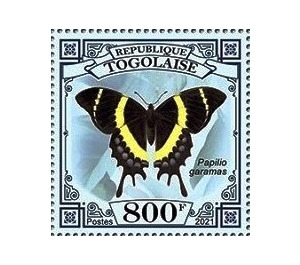 Papilio garamaas - West Africa / Togo 2021