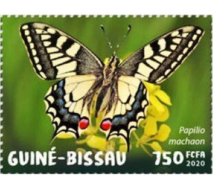 Papilio machaon - West Africa / Guinea-Bissau 2020 - 750