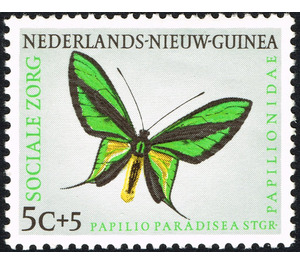 Paradise Birdwing (Ornithoptera paradisea) - Melanesia / Netherlands New Guinea 1960