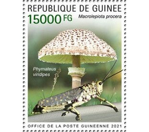 Parasol Mushroom (Macroleopiota procera) - West Africa / Guinea 2021