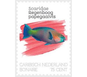 Parrotfish (Scaridae sp.) - Caribbean / Bonaire 2020 - 75