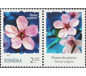 Peach Blossom - Romania 2020 - 2.20