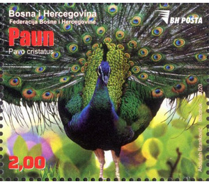 Peacock (Pavo cristatus) - Bosnia and Herzegovina 2020 - 2
