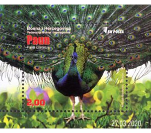 Peacock (Pavo cristatus) - Bosnia and Herzegovina 2020