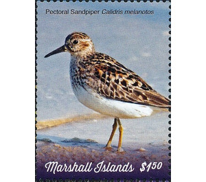 Pectoral Sandpiper (Calidris melanotos) - Micronesia / Marshall Islands 2019 - 1.50
